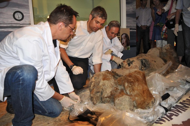 Image: Baby Mammoth on display at Musee Crozatier